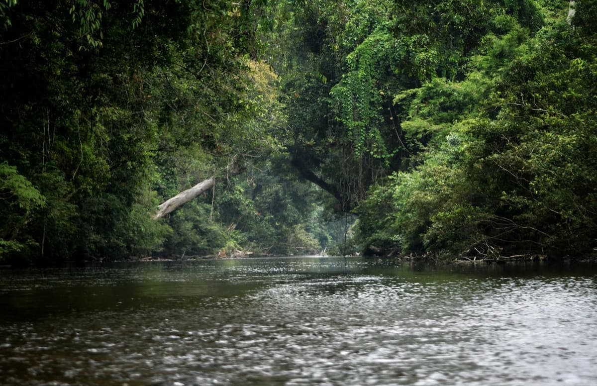 Malaysian rainforest river