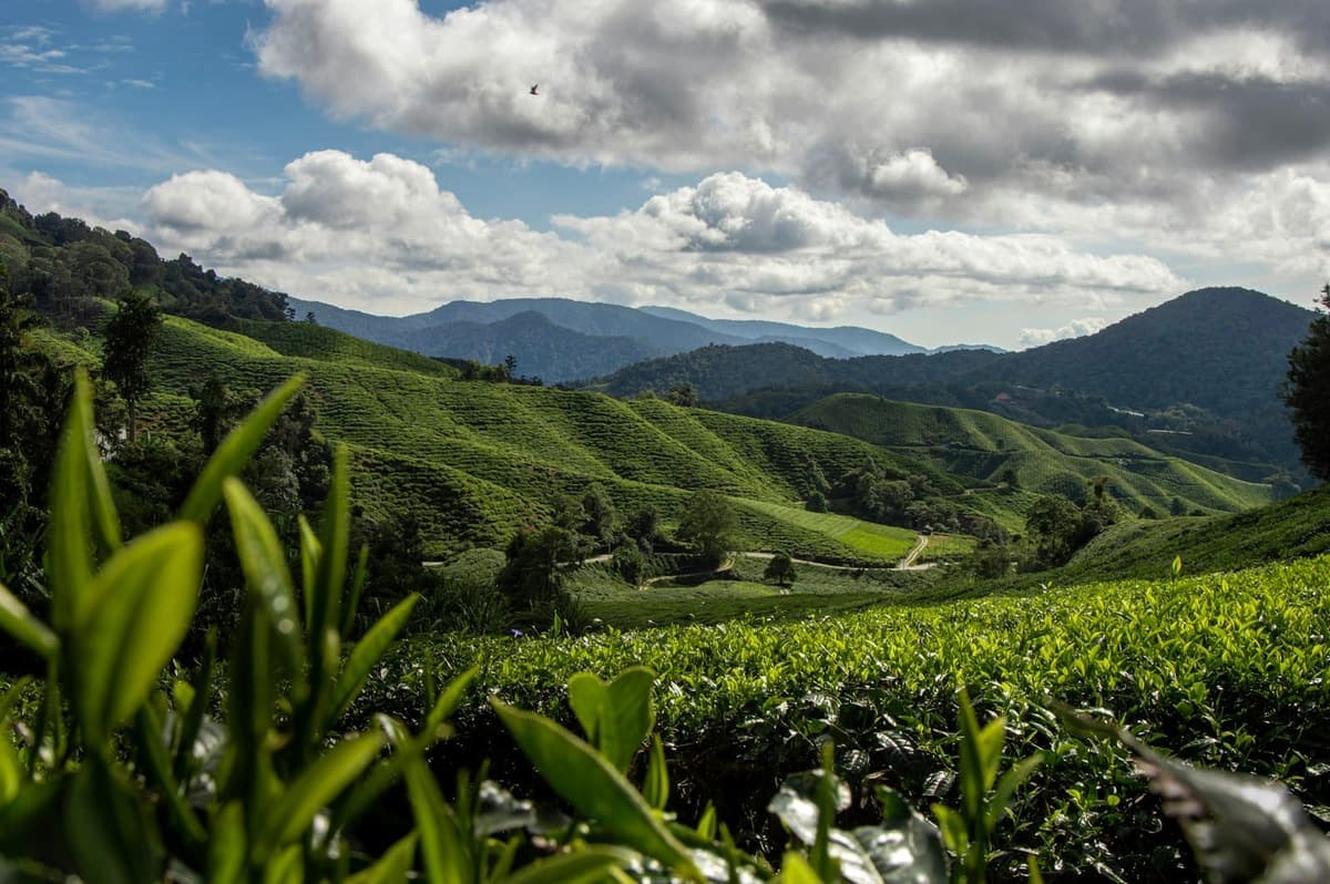 Tea terraces in the Cameron Highlands