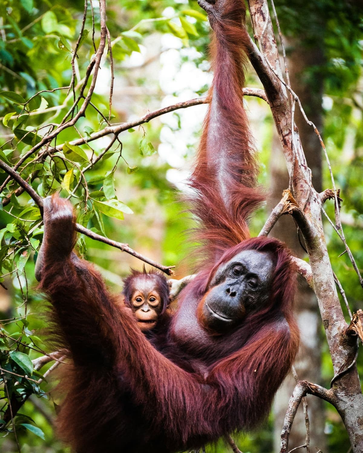 Orangutan in Borneo