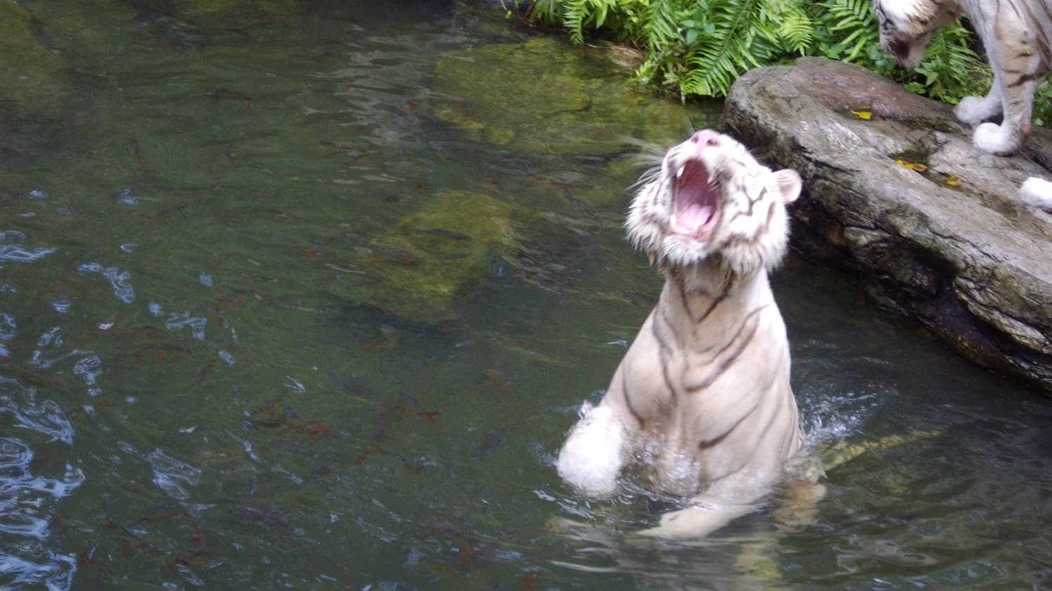 Singapore Zoo