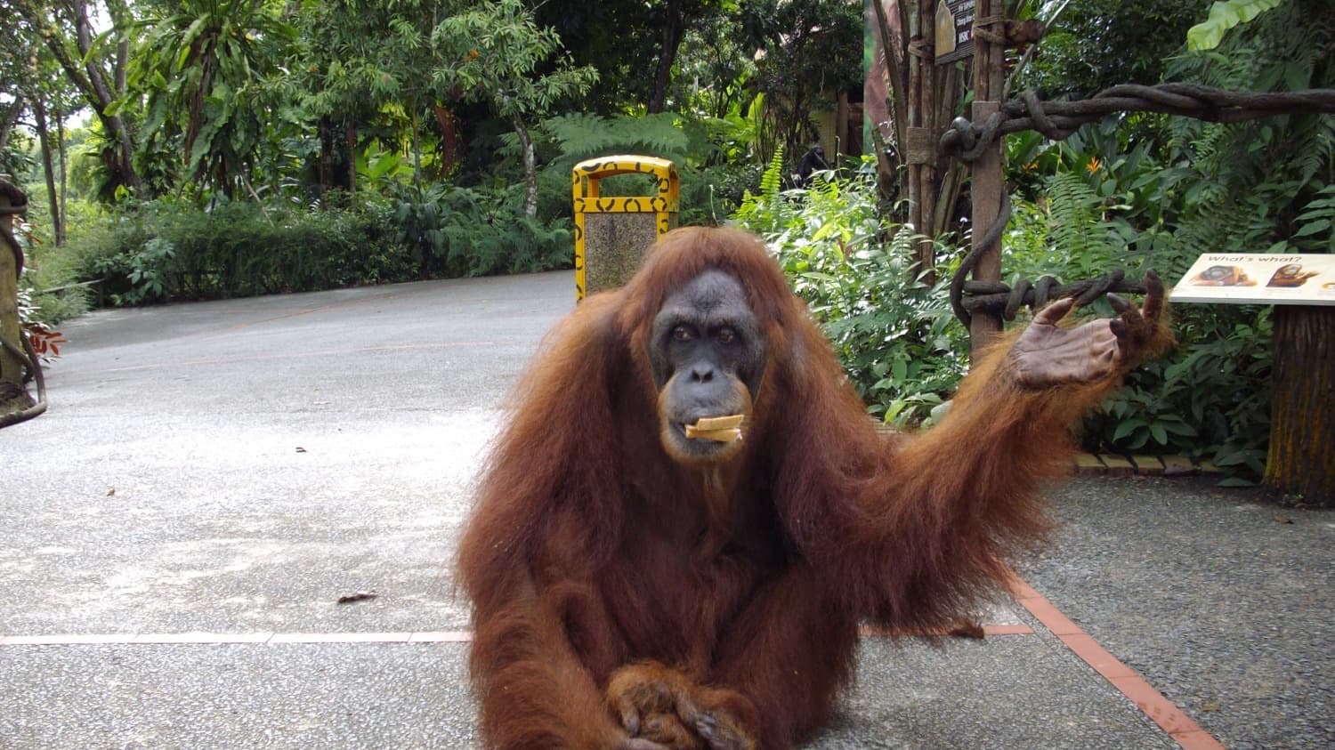Singapore Zoo