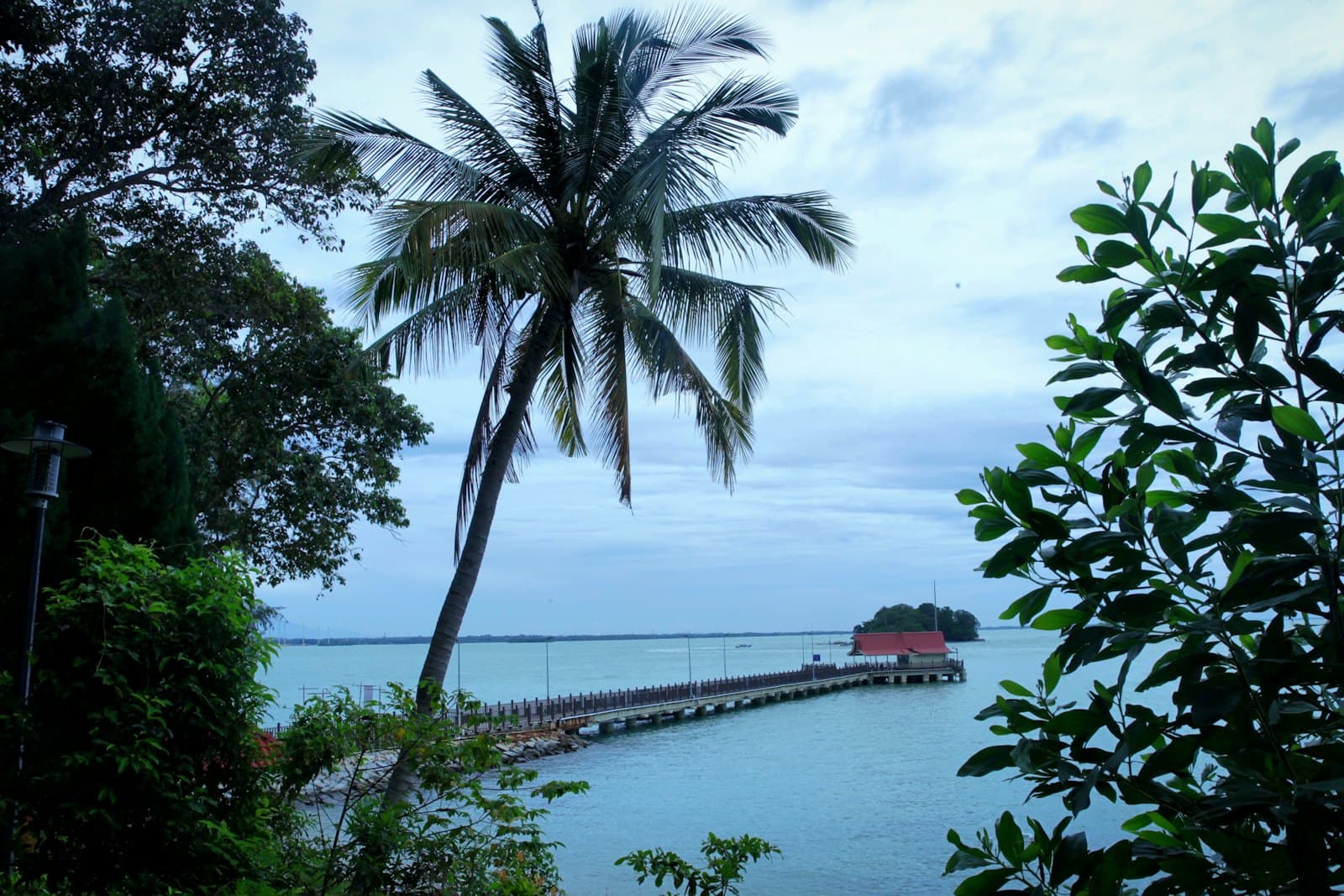 A mangrove river at dusk