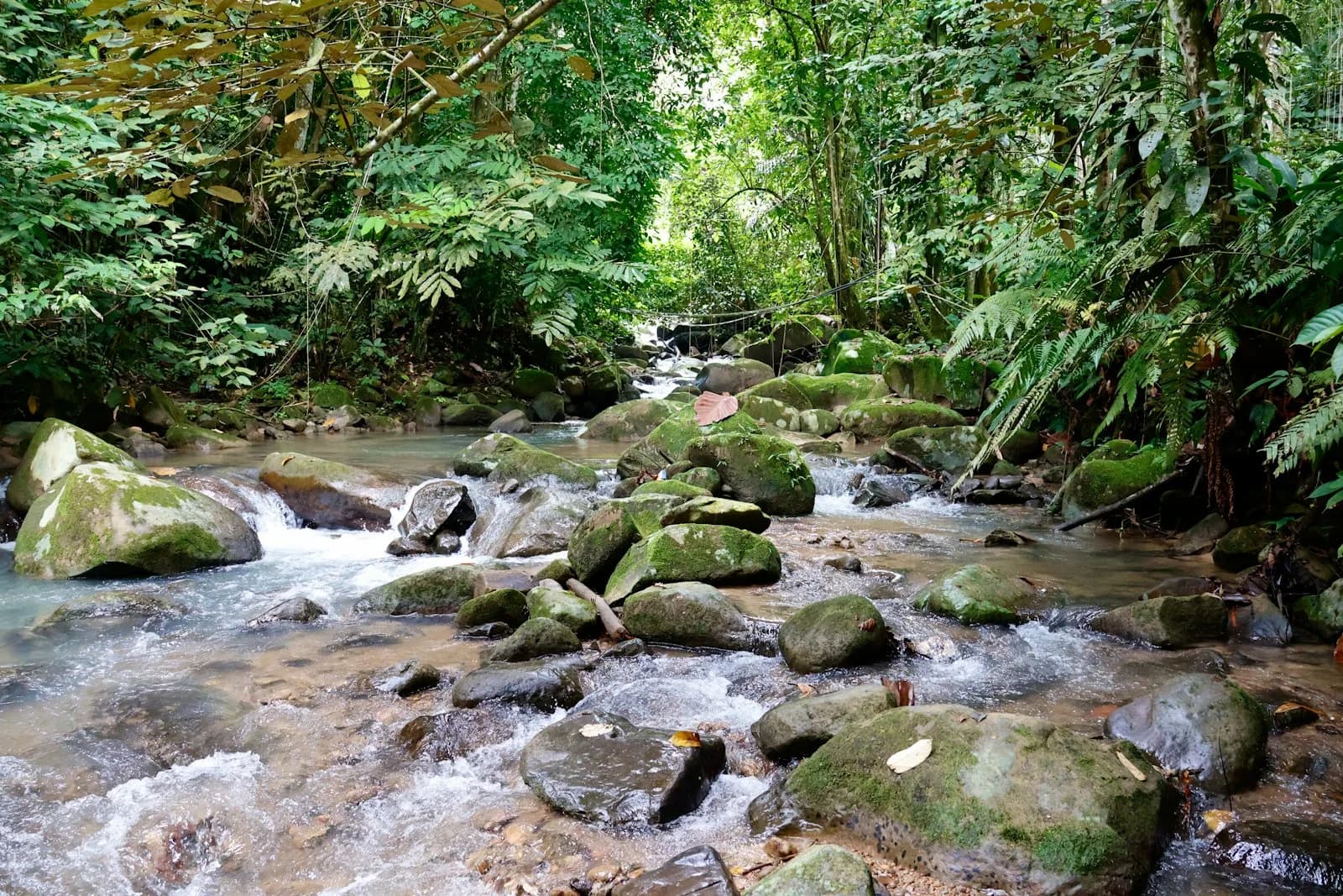 A rainforest stream running over mossy boulders in the Pahang interior
