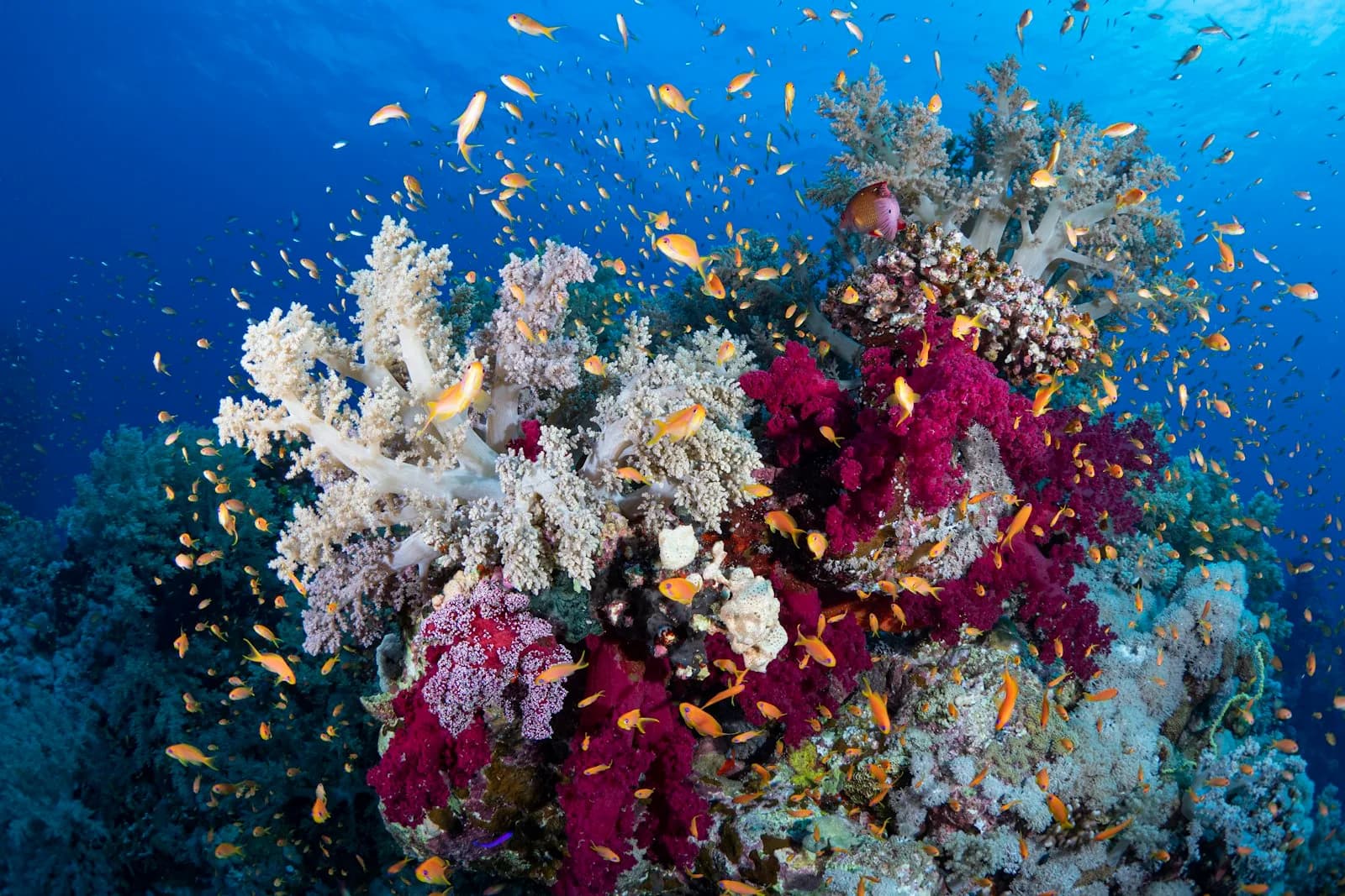 A colourful coral reef and tropical fish in the waters off Tioman