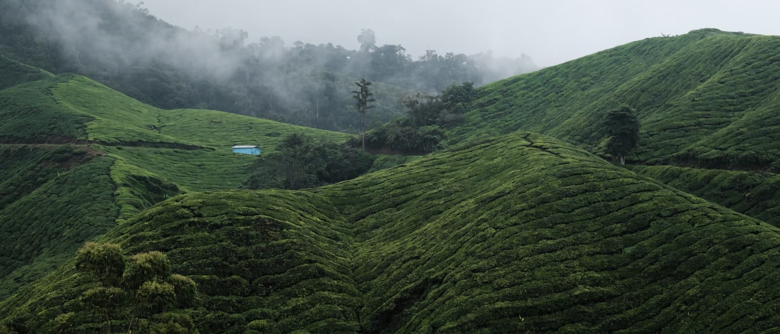 Green tea terraces in the Cameron Highlands