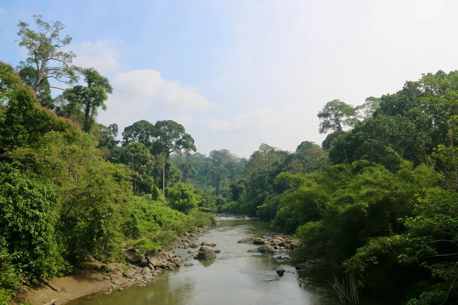A river winding through Sabah's rainforest
