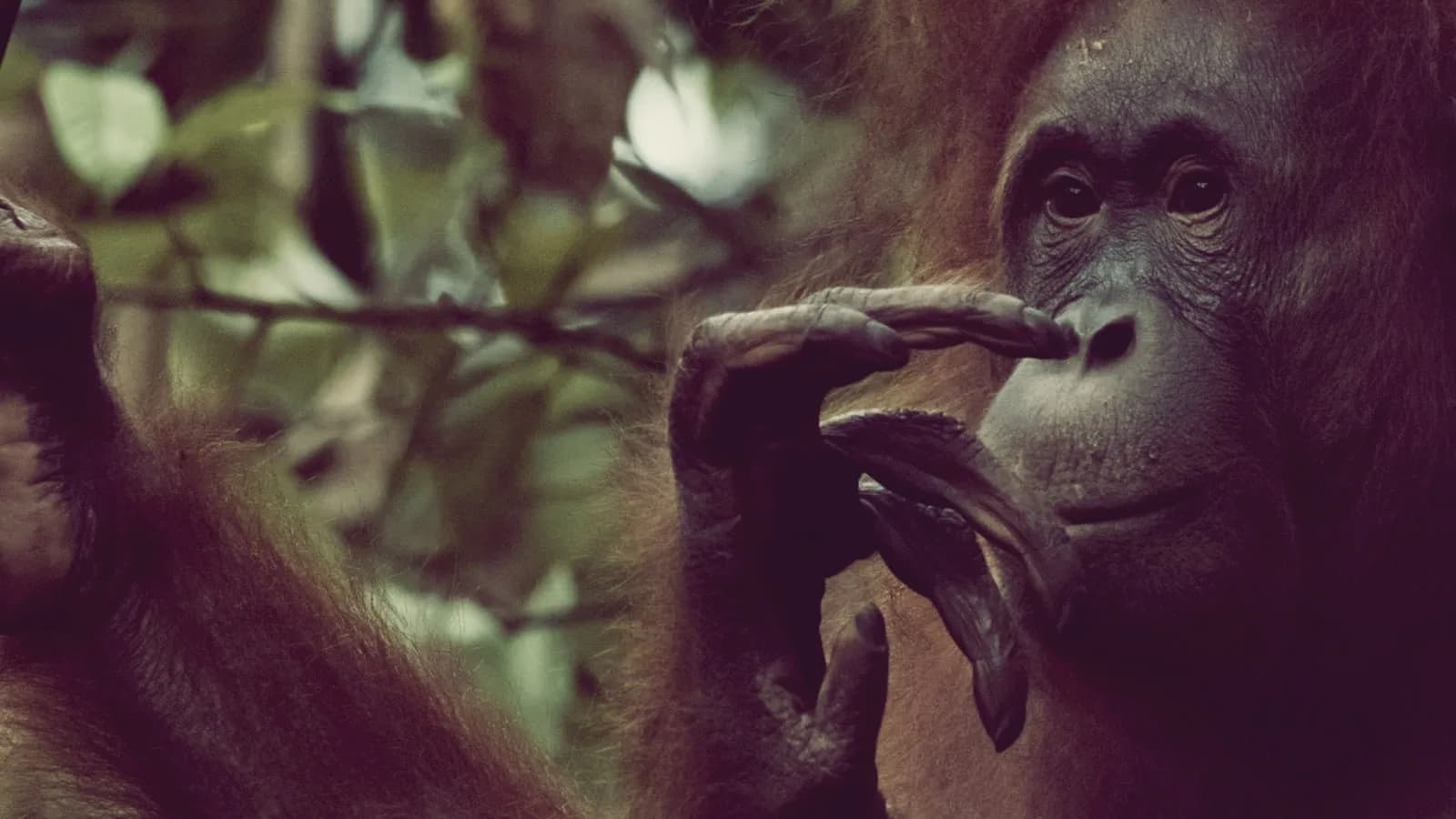 A monkey in the forest canopy of Sarawak