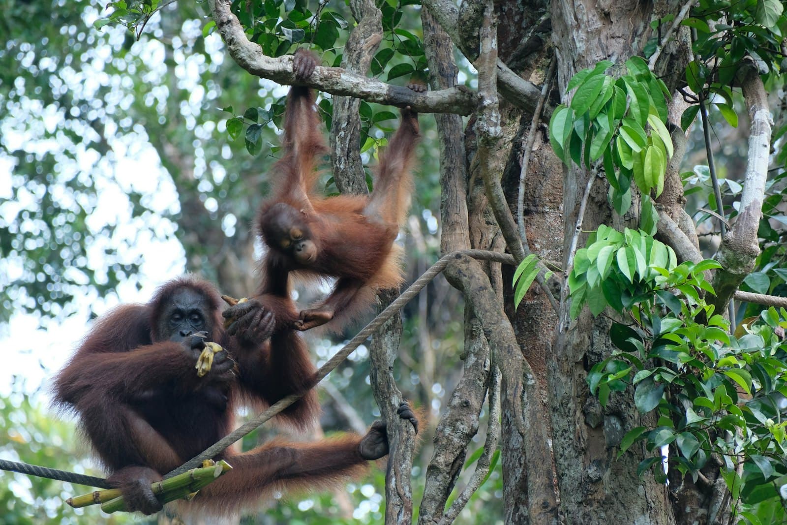 Wildlife in the Sarawak rainforest