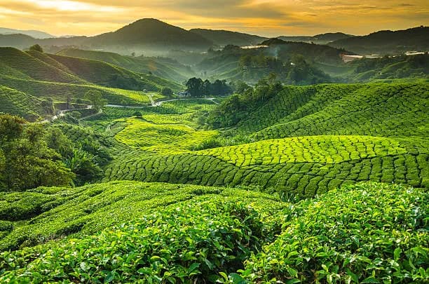 Cameron Highlands