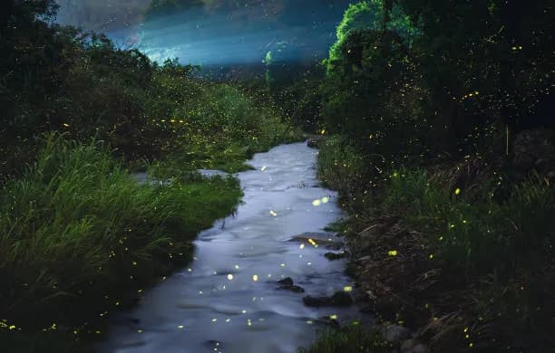 Firefly River Cruise in Selangor—Things to do in Malaysia