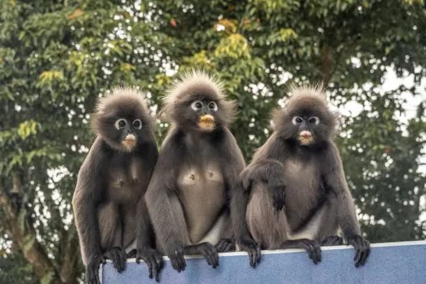 Penang Hill-Things to do in Malaysia