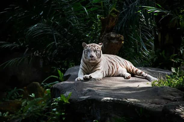 Singapore Zoo and River Wonders