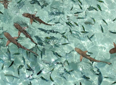 ADVENTURE TO PAYAR ISLAND