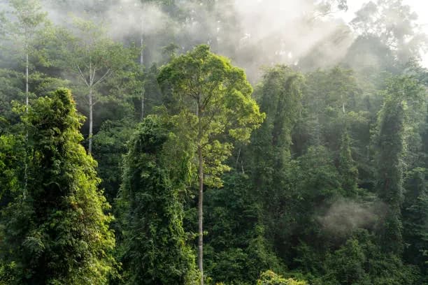 Rainforest Wild Asia at Mandai-things to do in Singapore