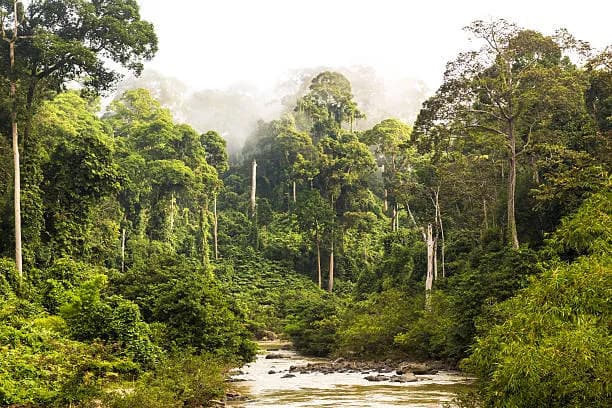 best things to do in Malaysia-Borneo’s Rainforest