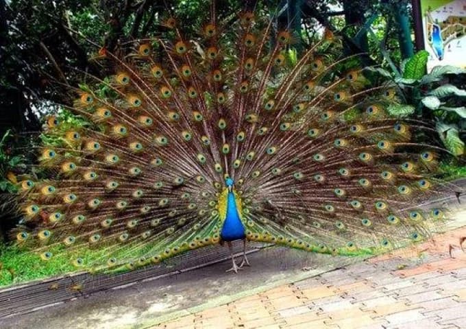 BIRD PARK + KUALA LUMPUR