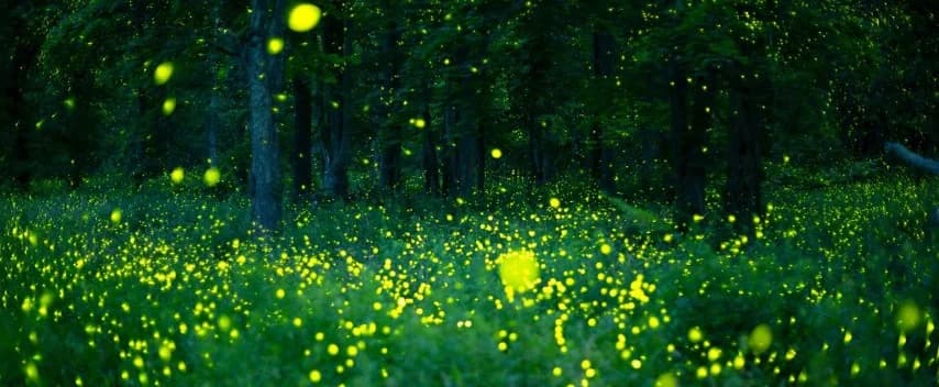 WONDERS OF FIREFLIES