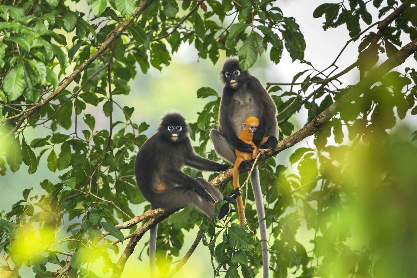 ANIMAL WORLD OF LANGKAWI