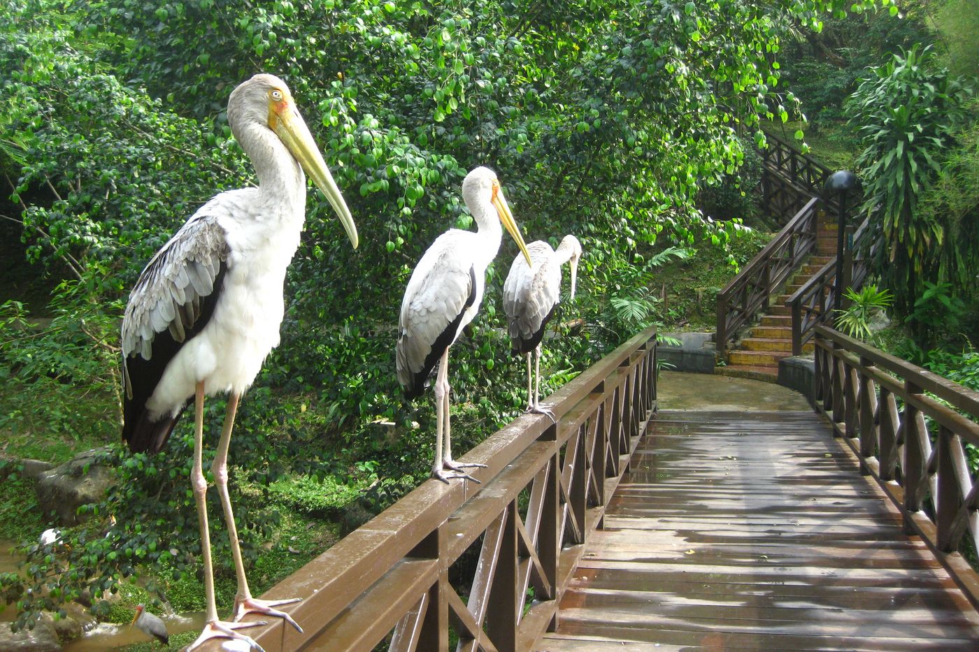 BIRD PARK + KUALA LUMPUR