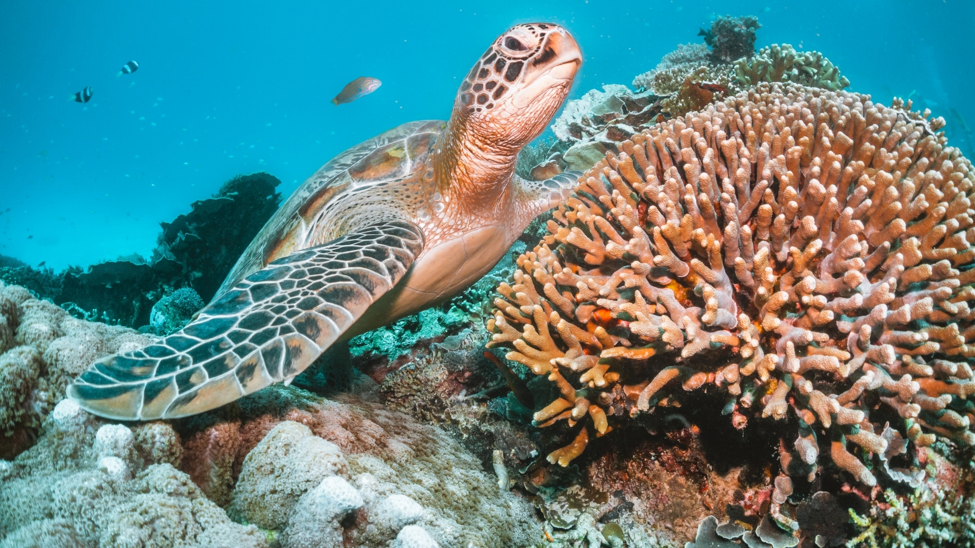 Tenggol Marine Park diving
