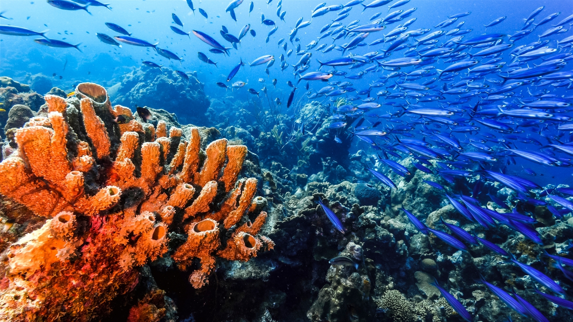 Tiger Reef
