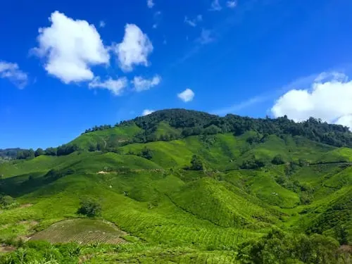 Cameron Highlands , Honeymoon in Malaysia