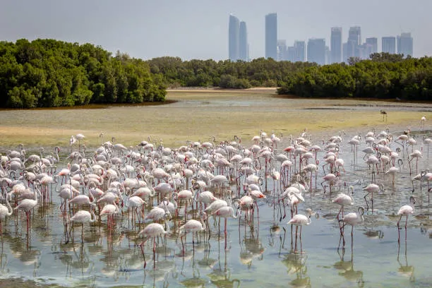 Creek Park - best places to visit for couples in dubai uae