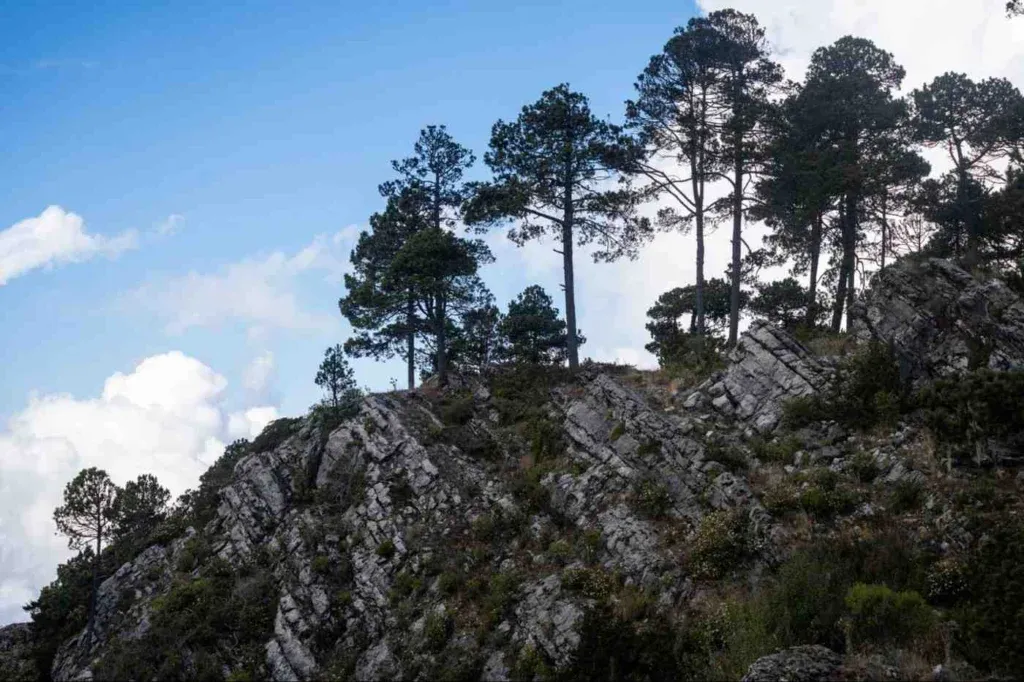 Fraser’s Hill