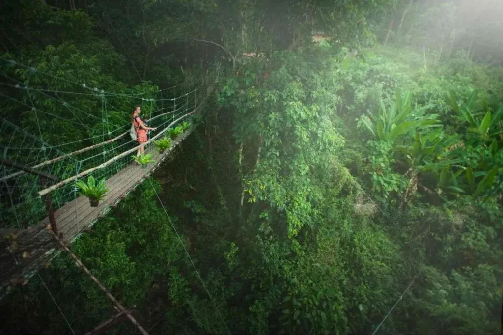 MacRitchie Treetop Walk
