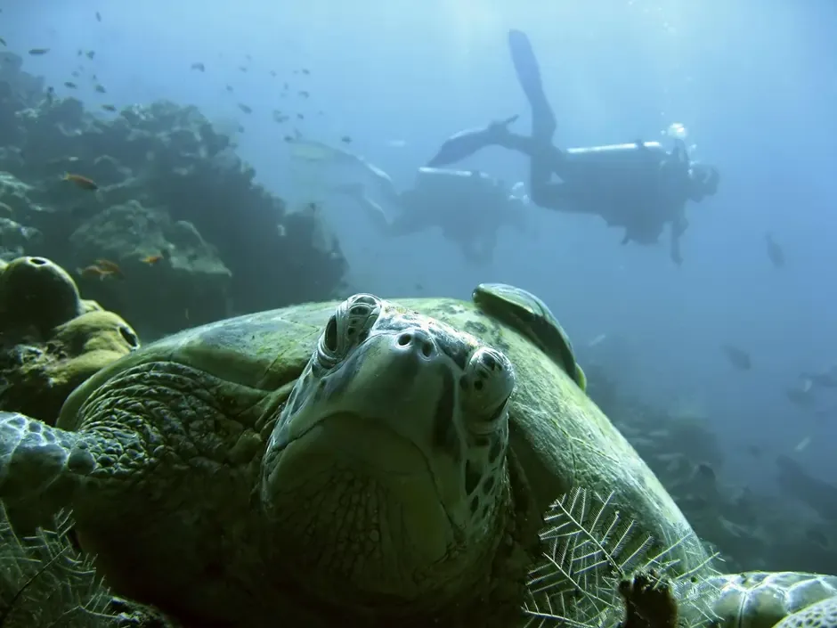 Scuba Diving at Sipadan Island, A World-Class Underwater Adventure Malaysia Adventure Activities for Couples