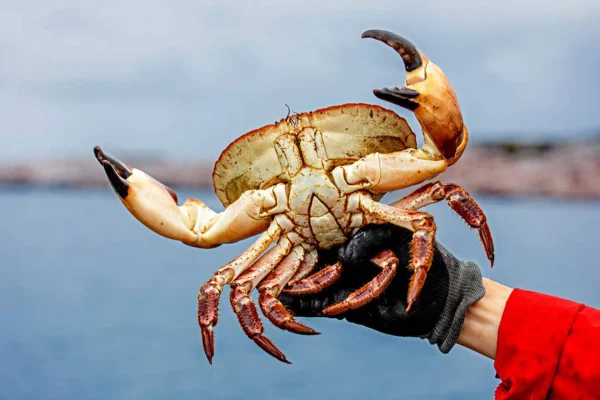 Crab hunting