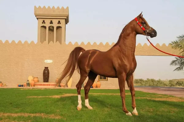 Horseback riding