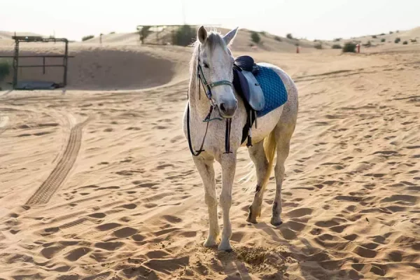 Horseback riding