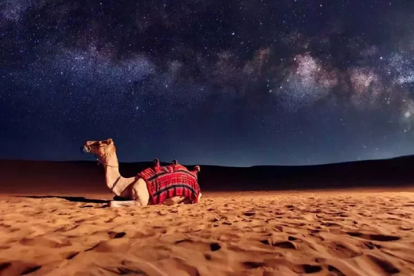 Night safari