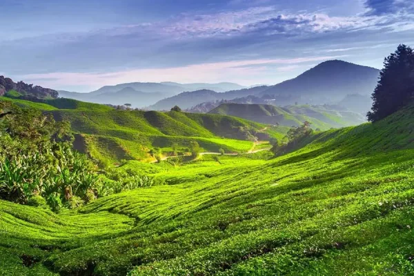 Cameron Highlands | Kuala Lumpur — изображение 7