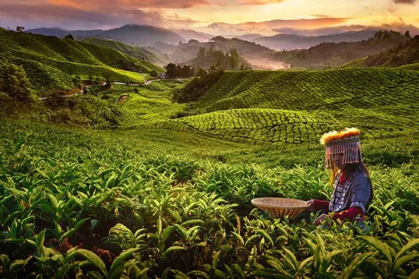 Cameron Highlands | Kuala Lumpur — изображение 4