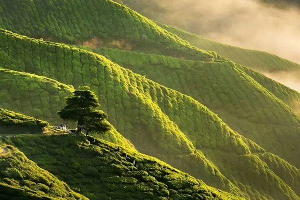 Cameron Highlands | Kuala Lumpur — изображение 2