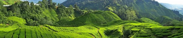 Cameron Highlands | Kuala Lumpur