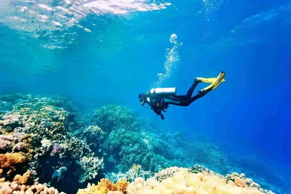 Diving Courses with a PADI License | Langkawi — изображение 5