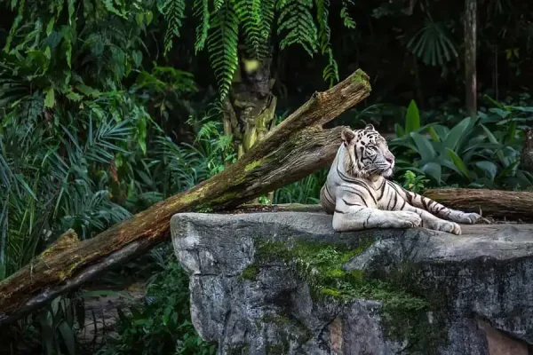 Excursion to Singapore Zoo - Image 5