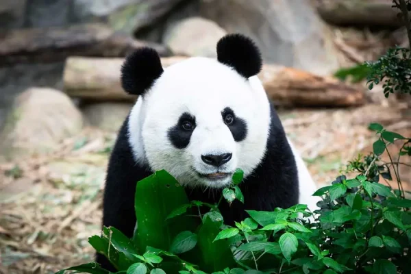 Excursion to Singapore Zoo - Image 6