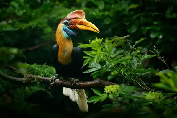 Exotic Zoo  | Borneo — изображение 6