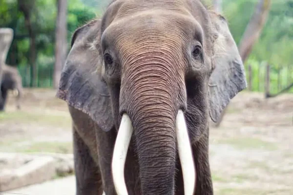 Exotic Zoo  | Borneo — изображение 9