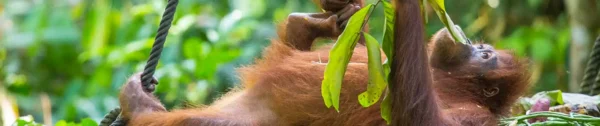 Exotic Zoo  | Borneo