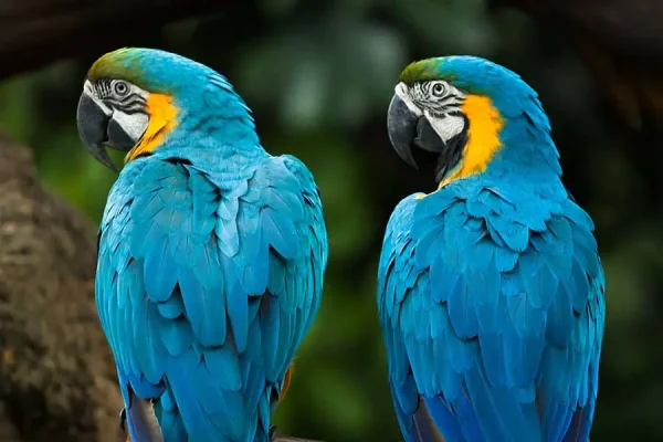 JURONG Bird Park Tour - Image 3