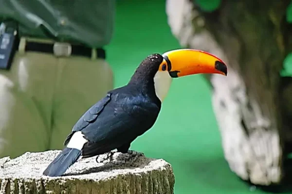 JURONG Bird Park Tour - Image 5