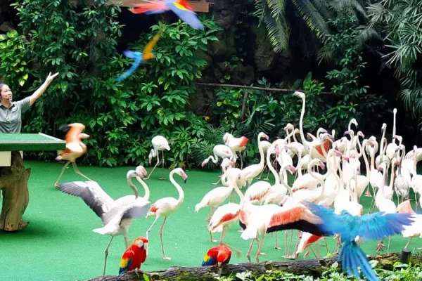 JURONG Bird Park Tour - Image 2