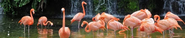 JURONG Bird Park Tour