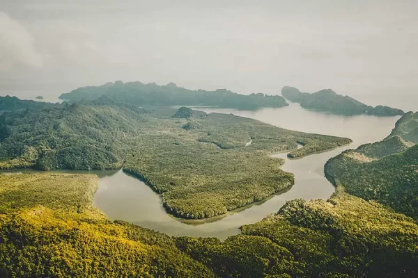 Tour Along Mangrove Jungles & Lunch  | Langkawi — изображение 3