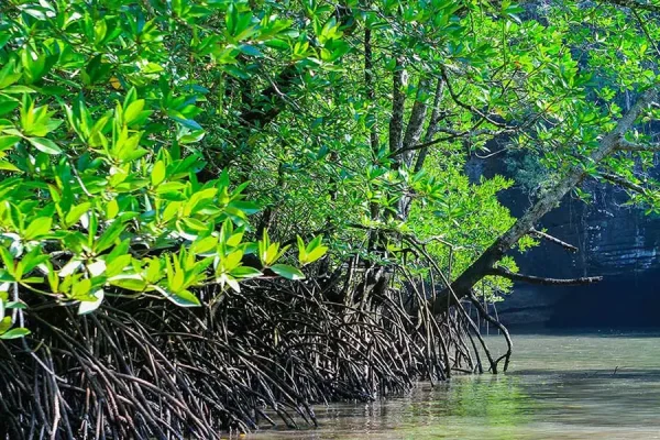 Tour Along Mangrove Jungles & Lunch  | Langkawi — изображение 4